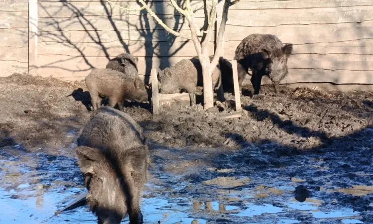 Пропонується кнури некастровані - фото № 1