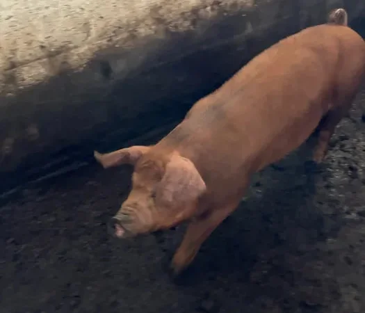 Продам кнура Дюрок, 60 кг - фото № 1