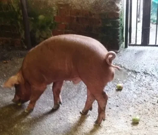 Продається кнурик Дюрок, 3 місяці, 45 кг - фото № 1