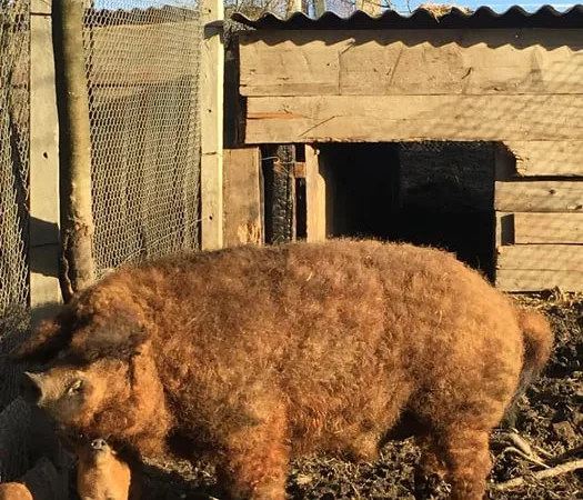 Продам кнурів Мангалиця червона - фото № 1