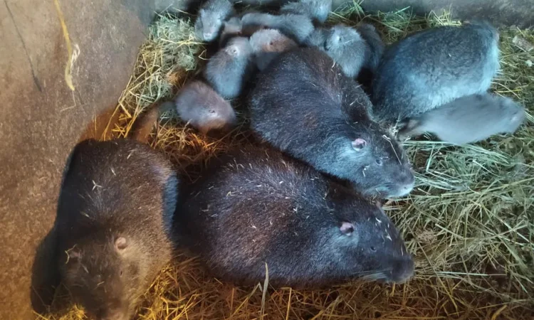 Продам мясо нутрии, натуральное кормление - фото № 1