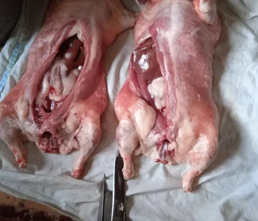 Продам свіже м’ясо нутрії - фото № 1