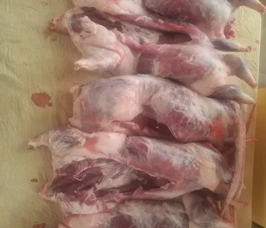 Продам мясо кроликов и нутрий - фото № 1