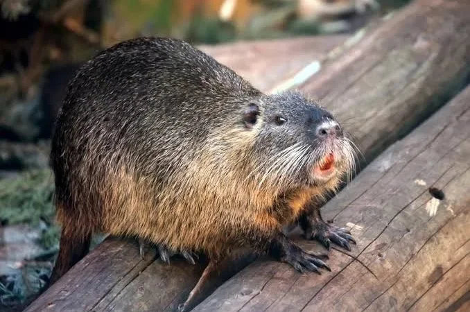 Мясо нутрии или жывым весом - фото № 1