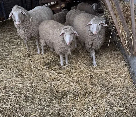 Овцы, порода Мериноландшаф - фото № 1