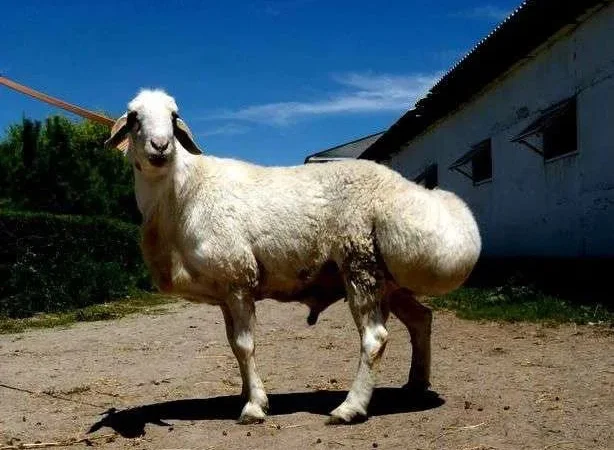 Продам овец и ягнят - фото № 1