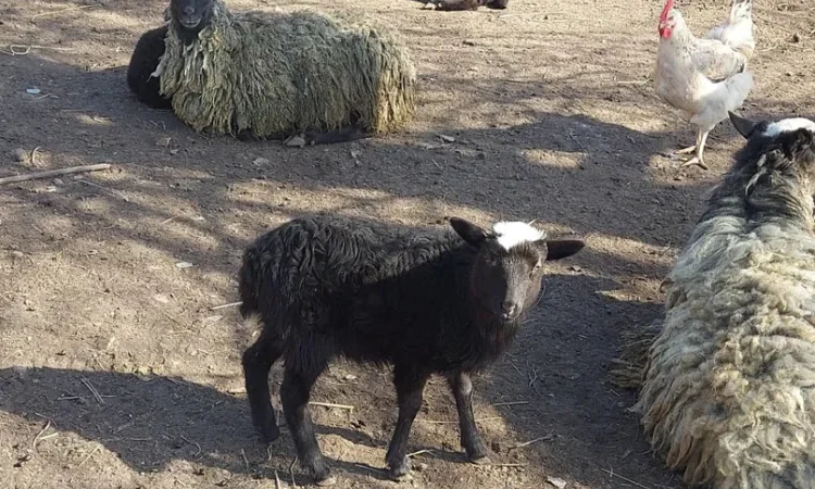 Продам вівцематок котних і з ягнятами - фото № 1