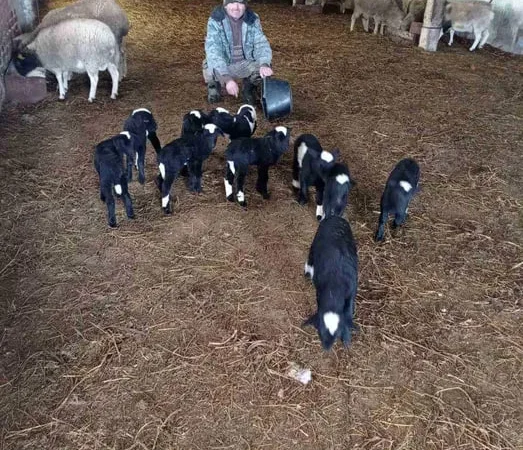 Продам овец . Молодняк этого года. - фото № 1