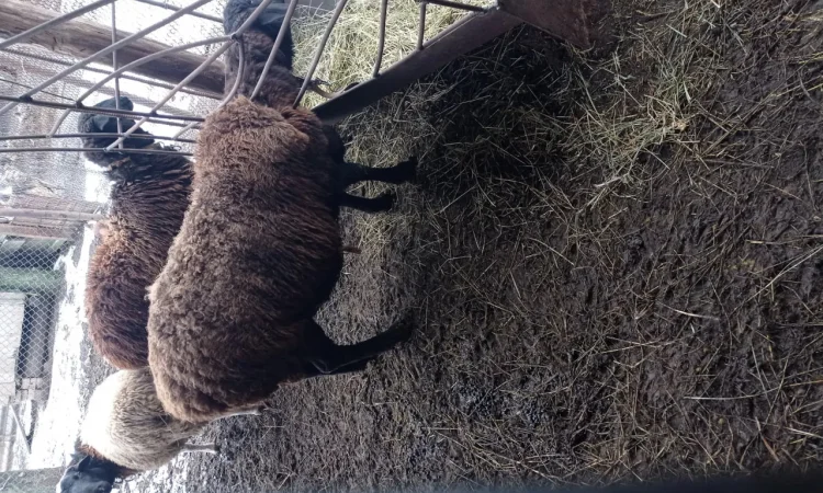 Продам котных ярок Гиссарской породы, овцы - фото № 1