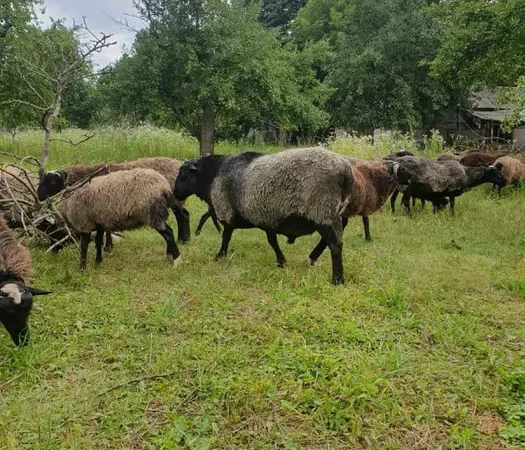 Продам чистокровних романівських овець на плем’я - фото № 1