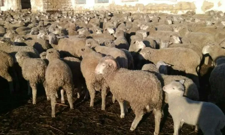 Продам 250 овец Цигай - фото № 1