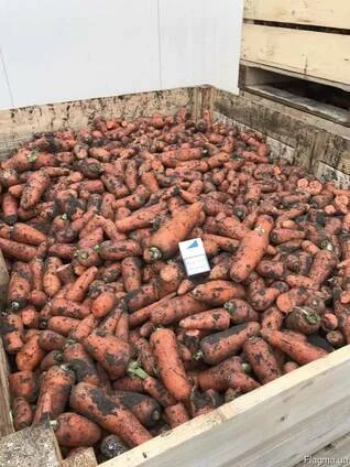 Морковь на переработку - фото № 1