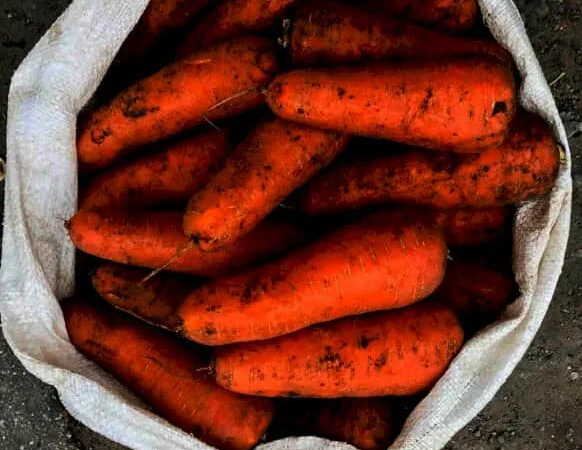 Продам моркву оптом на переробку - фото № 1