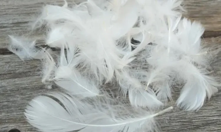 Покупка и продажа пуха и пера оптом - фото № 1