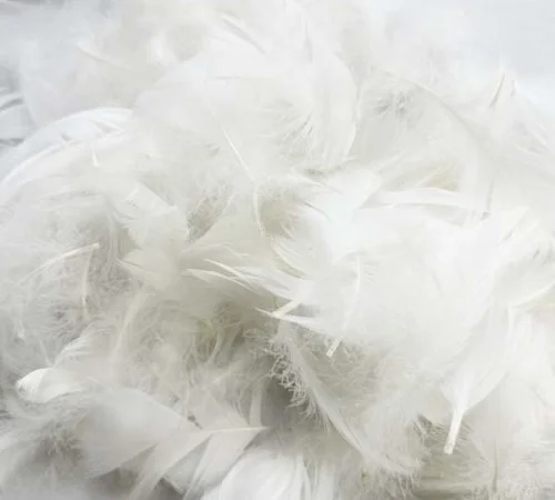 Прийом свіжого пір'я птахів - фото № 1