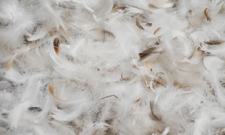 Продается чистый пух для различных нужд - фото № 1