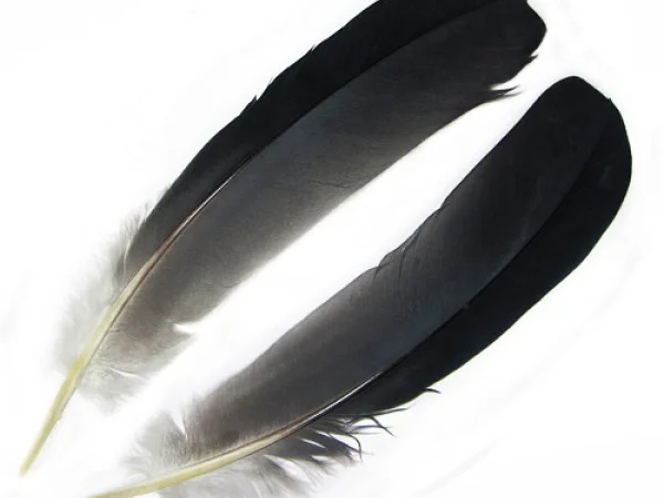 Куплю пух и перья - фото № 1