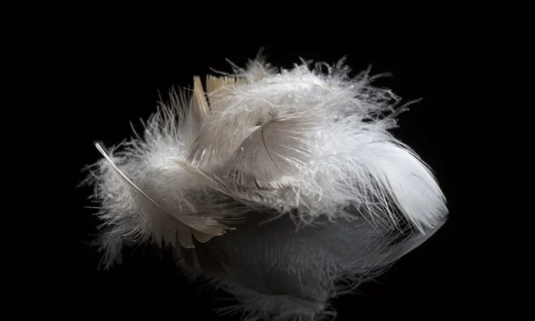 Покупка птичьего пуха и пера в Тернополе - фото № 1