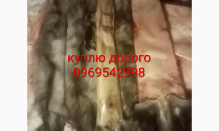 Куплю шкуры каменной куницы - фото № 1