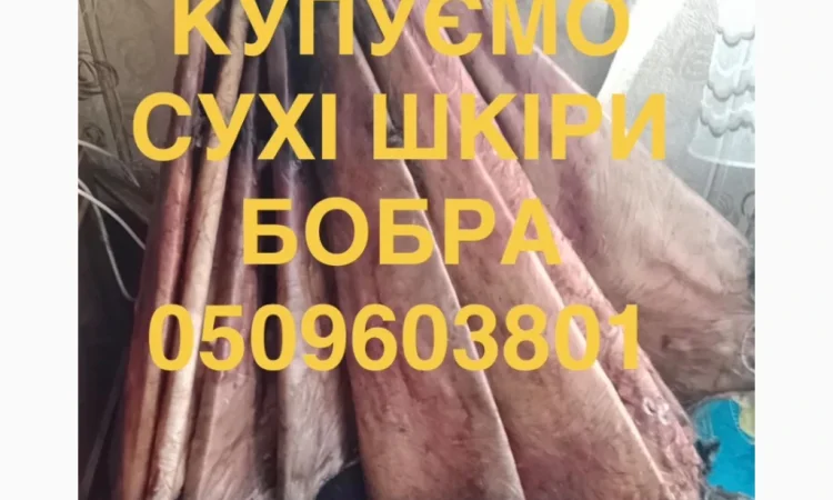 Покупаем сухие шкуры бобра не соленые куницу и другое - фото № 1