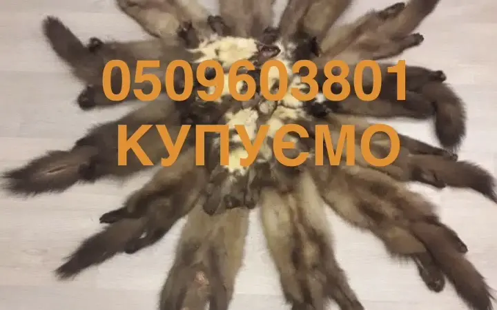 Куплю куницу каменку шкуры куница - фото № 1