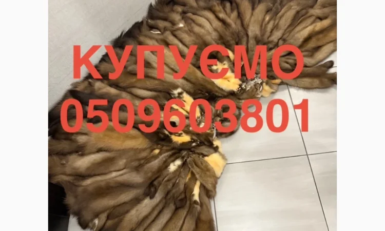 Закупівля шкір куниці, бобра, зайця, норки та видри - фото № 1