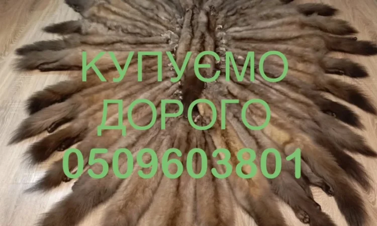 Покупаем шкуры ДОРОГО куницы - фото № 1