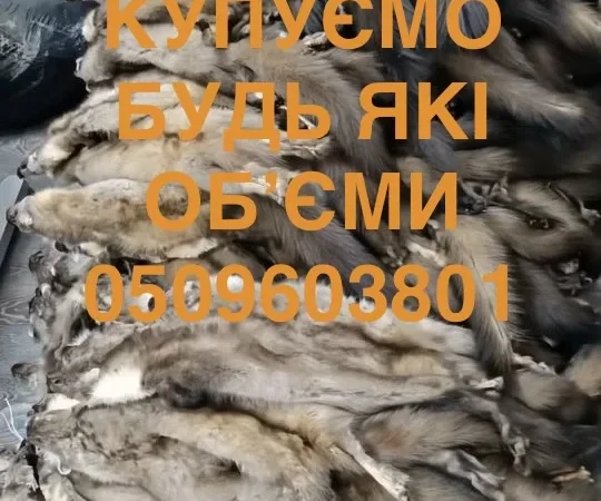Покупаем шкуры куниц бобра зайца ДОРОГО - фото № 1