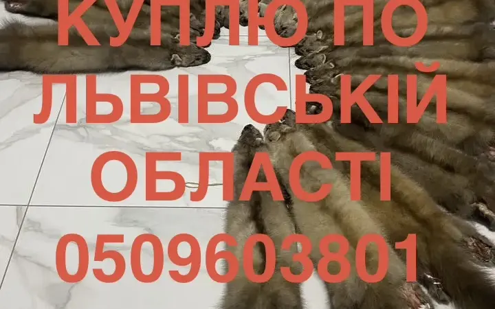 Покупаем по Львовской области шкуры куницы ДОРОГО - фото № 1