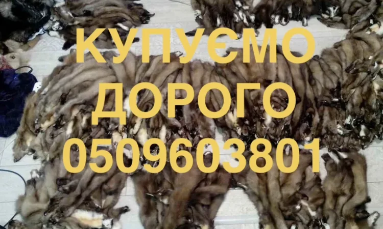 Куплю шкуры куниц куницы кожи - фото № 1