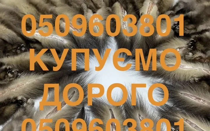 Купуємо ДОРОГО шкіри куниці шкури куниць по усій Україні - фото № 1