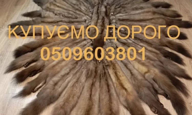 Покупаем шкуры куницы - фото № 1