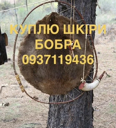 Покупаем сухие не соленые шкуры бобра без мяса и жира шкуры бобра - фото № 1