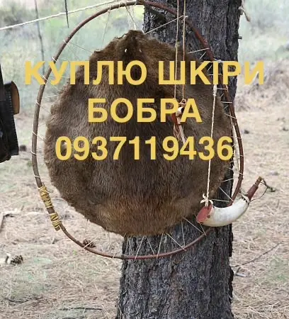 Покупаем сухие не соленые шкуры бобра без мяса и жира шкуры бобра - фото № 1