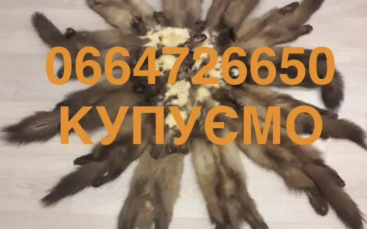 Купуємо шкіри бобра сухі та куниці - фото № 1