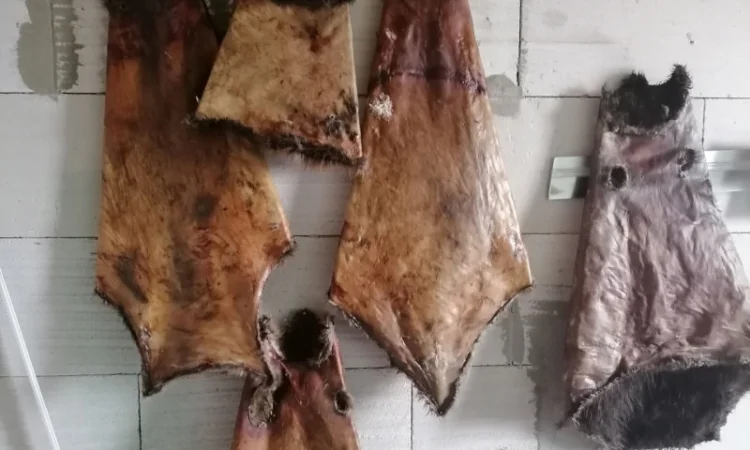 Покупаем сухие без жира и мяса шкуры бобра и струю - фото № 1