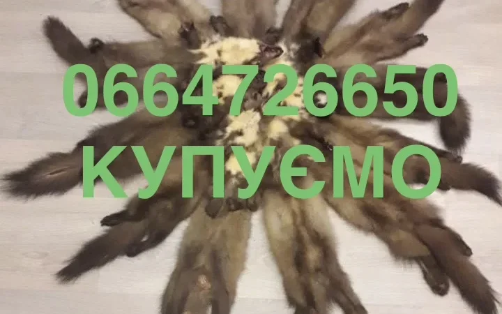 Покупаем шкуры куницы куниц мех Мех дорого - фото № 1
