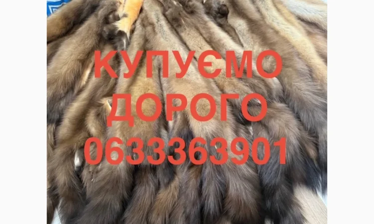 Купимо куницю шкіри дорого - фото № 1