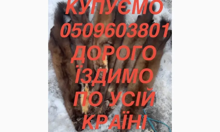 Куплю шкури - фото № 1