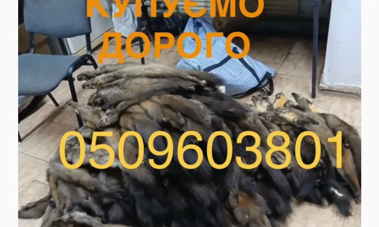 Купуємо хутро куниці бобра видри норки кроля - фото № 1