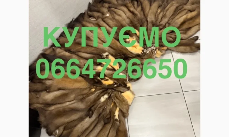 Купуємо куницю шкіри хутро куниці ДОРОГО - фото № 1