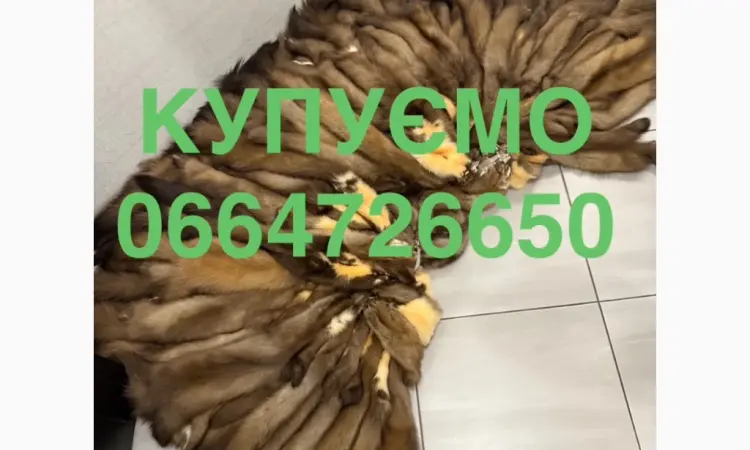 Покупаем куницу шкуры мех куницы ДОРОГО - фото № 1