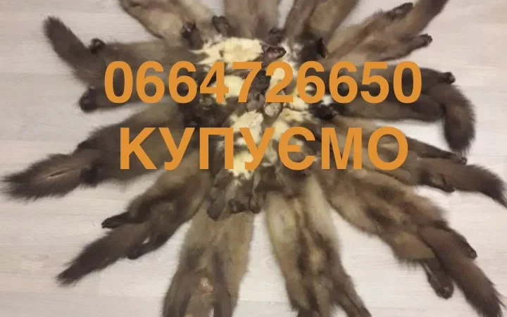 Покупаем шкуры куницы бобра норки выдры мех - фото № 1