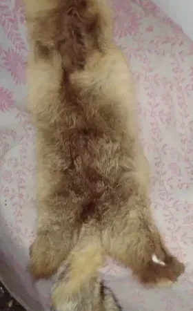 Продается мех лисицы - фото № 9