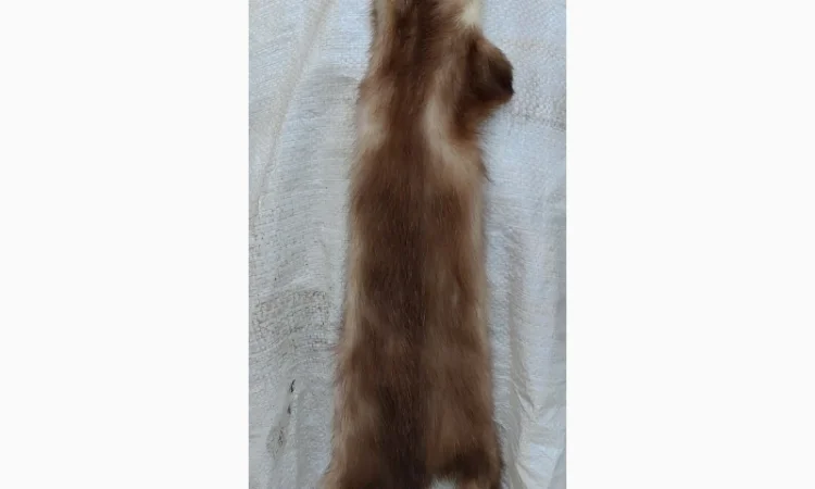 Продается мех лисицы - фото № 3