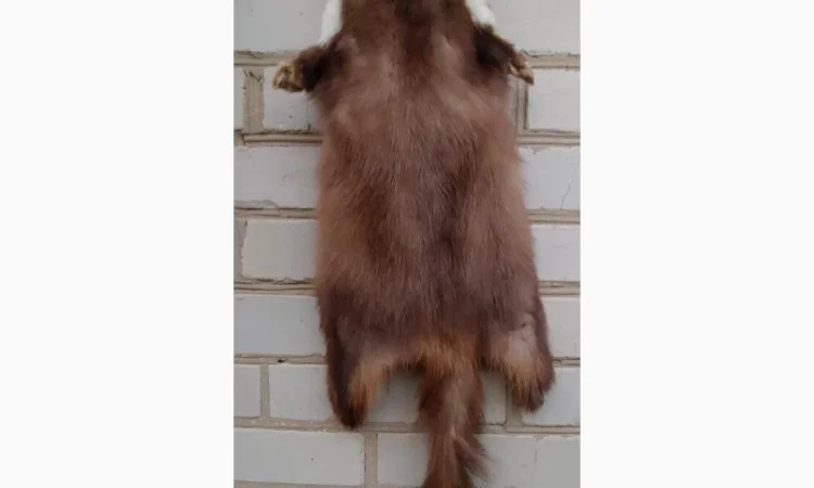 Продается мех лисицы - фото № 14