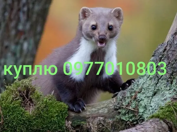 Куплю шкуры куницы - фото № 1