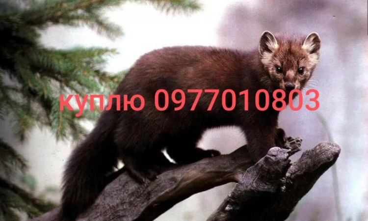 Купую шкури куниці та інших тварин - фото № 2