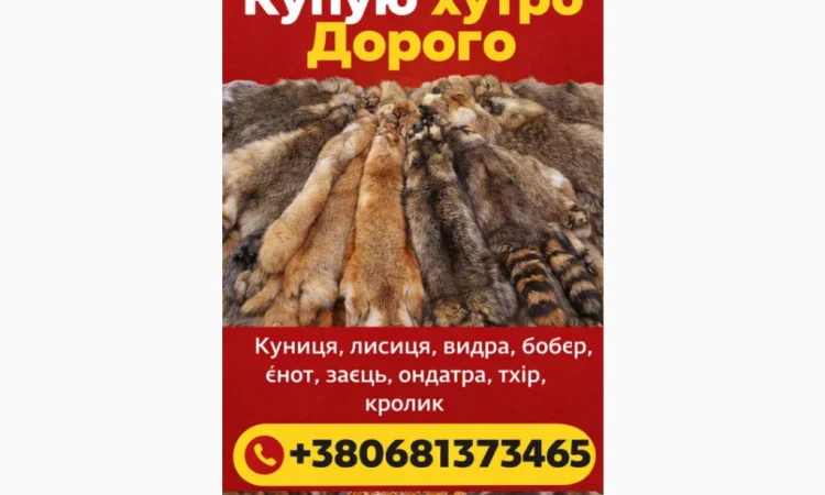 Куплю Шкури Куниці Лисиці Видри - фото № 1