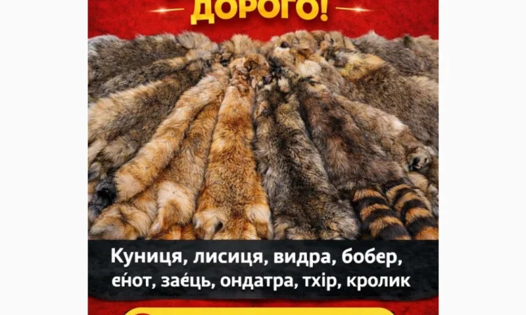 Куплю Шкури Куниці та інше - фото № 1
